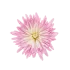 pink-flower-rcuwa845mwrbv91xihcxwxx8xq0ny450fdawymch6o