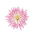 pink-flower pink-flower