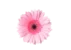 top-view-pink-flower-with-drops-rcuw6jkwv9pwe8eg0e2jndd96e5wssiux5bgalszk0