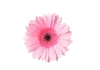 top-view-pink-flower-with-drops-rcuw6jkwv9pwe8eg0e2jndd96e5wssiux5bgalszk0