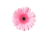 top-view-pink-flower-with-drops top-view-pink-flower-with-drops